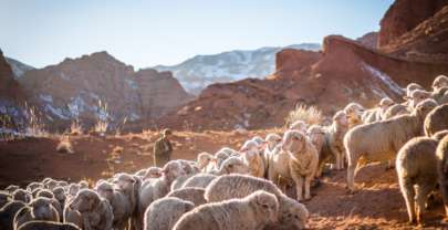 Hired Hand or Shepherd