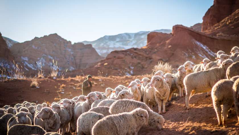 Hired Hand or Shepherd